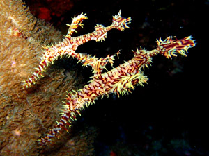 Ornate ghost pipefish at Hin Daeng, Thailand