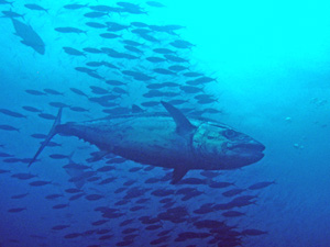 Dogtooth tuna at East of Eden, Koh Similans