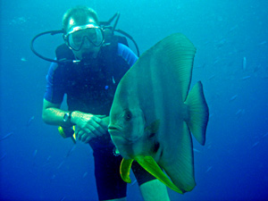 Inquisitive batfish at Shark Fin Reef, Similan