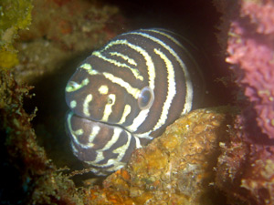 Zebra moray eel at Anemone Reef, Phuket