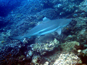 Blacktip reef shark at Phi Phi