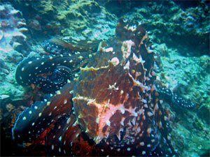 Marbled Octopus