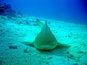 Diving Day trips Phuket