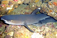 Whitetip reef shark