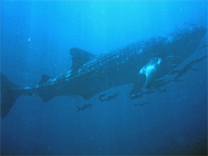Whale shark at Anemone Reef, Phuket