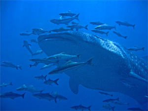 Whale shark at Anemone Reef, Phuket