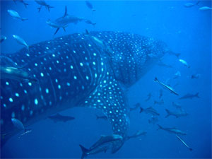 Whale shark at Anemone reef, Phuket