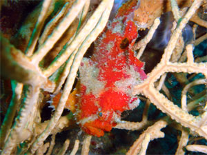 Frog fish