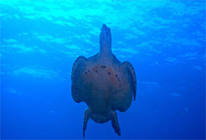 Turtle in Similans