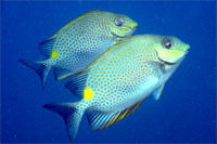 Synchronised Rabbitfish!
