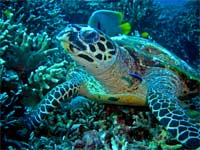 Turtle