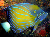 Blue ringed angelfish