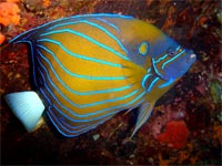 Ringed Angelfish