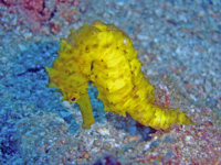 Tigertail seahorse
