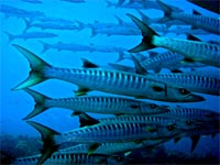 Schooling barracuda at Richelieu Rock