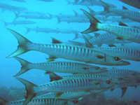 Schooling blackfin barracuda