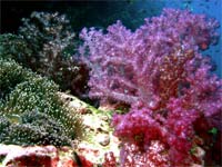 Colourful soft corals and sea anemones