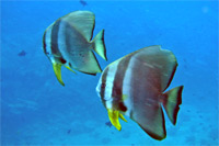 Inquisitive batfish
