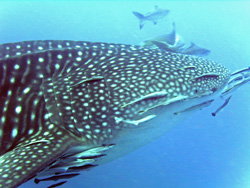 Whale shark at Richelieu Rock