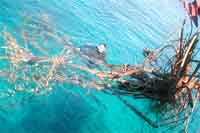 Removing trees at Donald Duck Bay