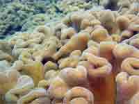 Large coral bed