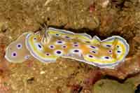 Colourful sea slug