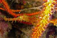 Ornae ghost pipefish