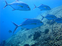 Trevally