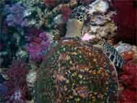Turtle over corals