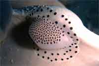 Tiny cowrie, Calpurnus verrucosus
