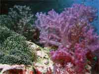 Soft corals and sea anemones
