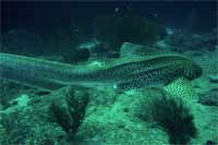 Free swimming leopard shark