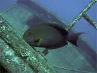 Surgeonfish at Atlantis wreck