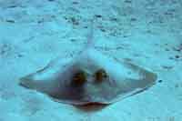 Blue spotted stingray