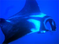 Manta Ray, Koh Bon