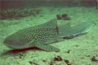 Resting leopard shark