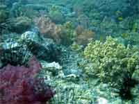 Fantastic coral garden