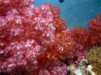 Shark Point, stunning soft corals.