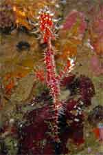 Shark Point, the beautiful ornate ghost pipefish
