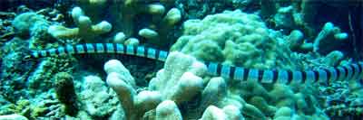 Banded Sea Snake