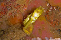 Tigertail seahorse