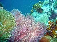 Koh Bida Nai - click for dive photo gallery