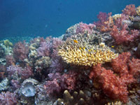 Koh Bida Nok - click for dive photo gallery
