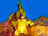 Clown frogfish