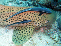 Hin Bida - click for dive photo gallery