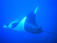 Manta ray