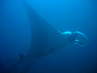 Racha Noi Island - click for dive photo gallery