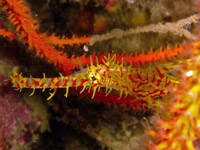 Ornate ghost pipefish