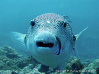 Racha Yai Island - click for dive photo gallery