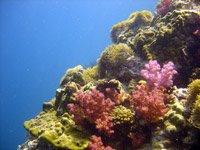 Shark-Point - click for dive photo gallery